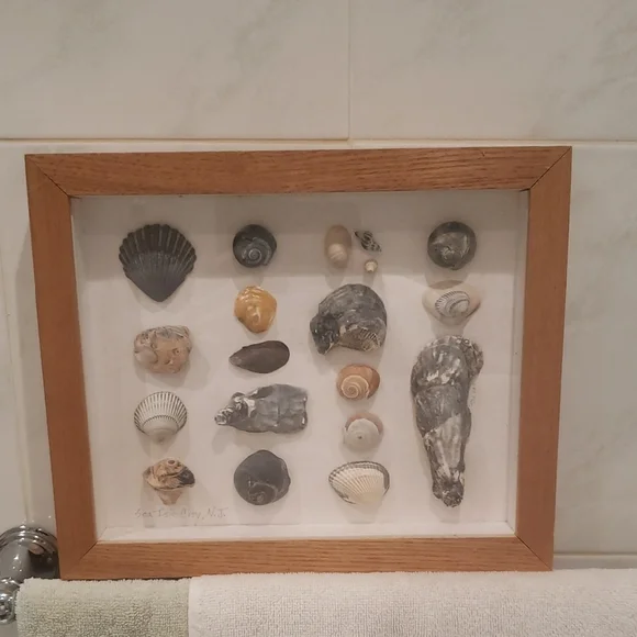 Framed Seashell Collection Display Beach Wall Decor Art Sea Shells Cute Ocean - Picture 1 of 3